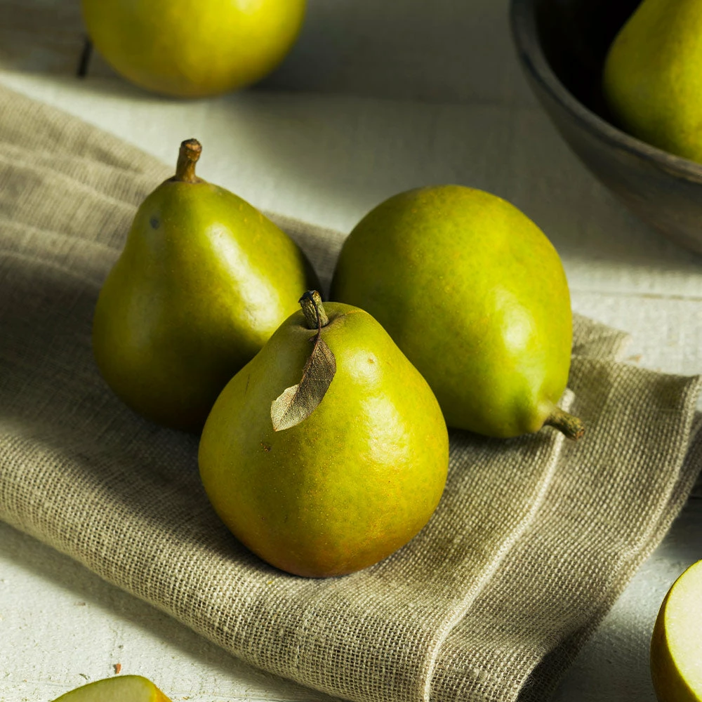 Fast Growing Trees Seckel Pear Tree 6 Fast Growing Trees Seckel Pear Tree