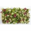Fast Growing Trees See All Shrubs & Hedges Sedum Tile® - Color Splash