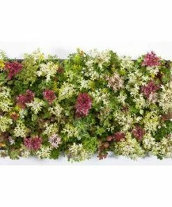 Fast Growing Trees See All Shrubs & Hedges Sedum Tile® - Color Splash