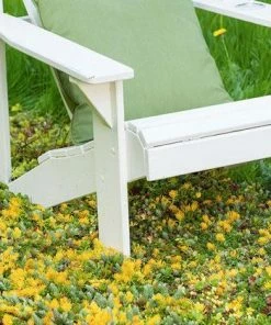 Fast Growing Trees See All Shrubs & Hedges Sedum Tile® - Color Splash