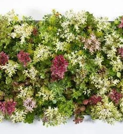 Fast Growing Trees See All Shrubs & Hedges Sedum Tile® - Color Splash