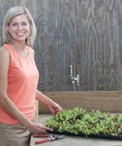 Fast Growing Trees See All Shrubs & Hedges Sedum Tile® - Color Splash