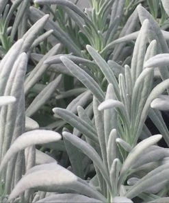 Fast Growing Trees See All Shrubs & Hedges Sensational™ Lavender Plant