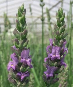 Fast Growing Trees See All Shrubs & Hedges Sensational™ Lavender Plant