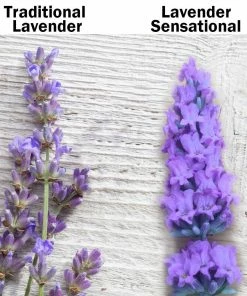 Fast Growing Trees See All Shrubs & Hedges Sensational™ Lavender Plant