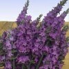 Fast Growing Trees See All Shrubs & Hedges Sensational™ Lavender Plant