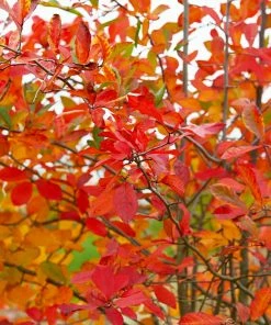 Fast Growing Trees See All Fruit Trees Autumn Brilliance Serviceberry Tree 10 Fast Growing Trees See All Fruit Trees Autumn Brilliance Serviceberry Tree