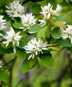 Fast Growing Trees See All Fruit Trees Autumn Brilliance Serviceberry Tree 12 Fast Growing Trees See All Fruit Trees Autumn Brilliance Serviceberry Tree