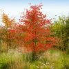 Fast Growing Trees See All Fruit Trees Autumn Brilliance Serviceberry Tree