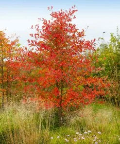 Fast Growing Trees See All Fruit Trees Autumn Brilliance Serviceberry Tree