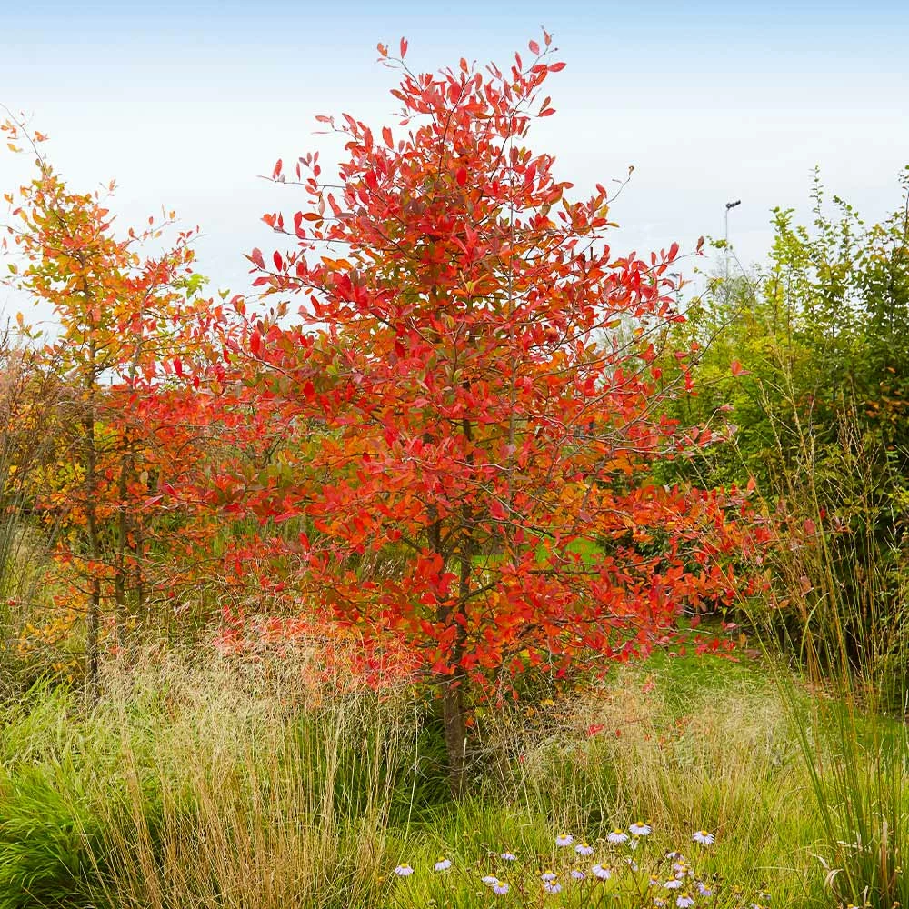 Fast Growing Trees See All Fruit Trees Autumn Brilliance Serviceberry Tree 4 Fast Growing Trees See All Fruit Trees Autumn Brilliance Serviceberry Tree