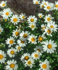 Fast Growing Trees See All Shrubs & Hedges Becky Shasta Daisy 9 Fast Growing Trees See All Shrubs & Hedges Becky Shasta Daisy