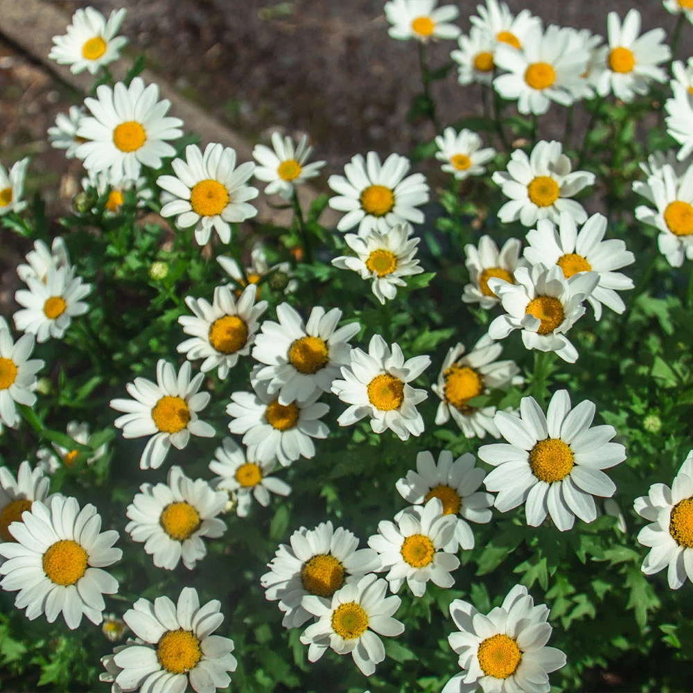 Fast Growing Trees See All Shrubs & Hedges Becky Shasta Daisy 6 Fast Growing Trees See All Shrubs & Hedges Becky Shasta Daisy