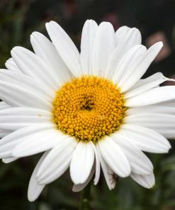 Fast Growing Trees See All Shrubs & Hedges Becky Shasta Daisy 8 Fast Growing Trees See All Shrubs & Hedges Becky Shasta Daisy