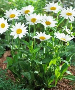 Fast Growing Trees See All Shrubs & Hedges Becky Shasta Daisy