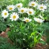 Fast Growing Trees See All Shrubs & Hedges Becky Shasta Daisy