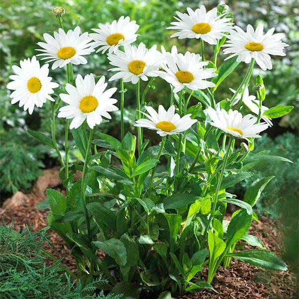 Fast Growing Trees See All Shrubs & Hedges Becky Shasta Daisy 3 Fast Growing Trees See All Shrubs & Hedges Becky Shasta Daisy