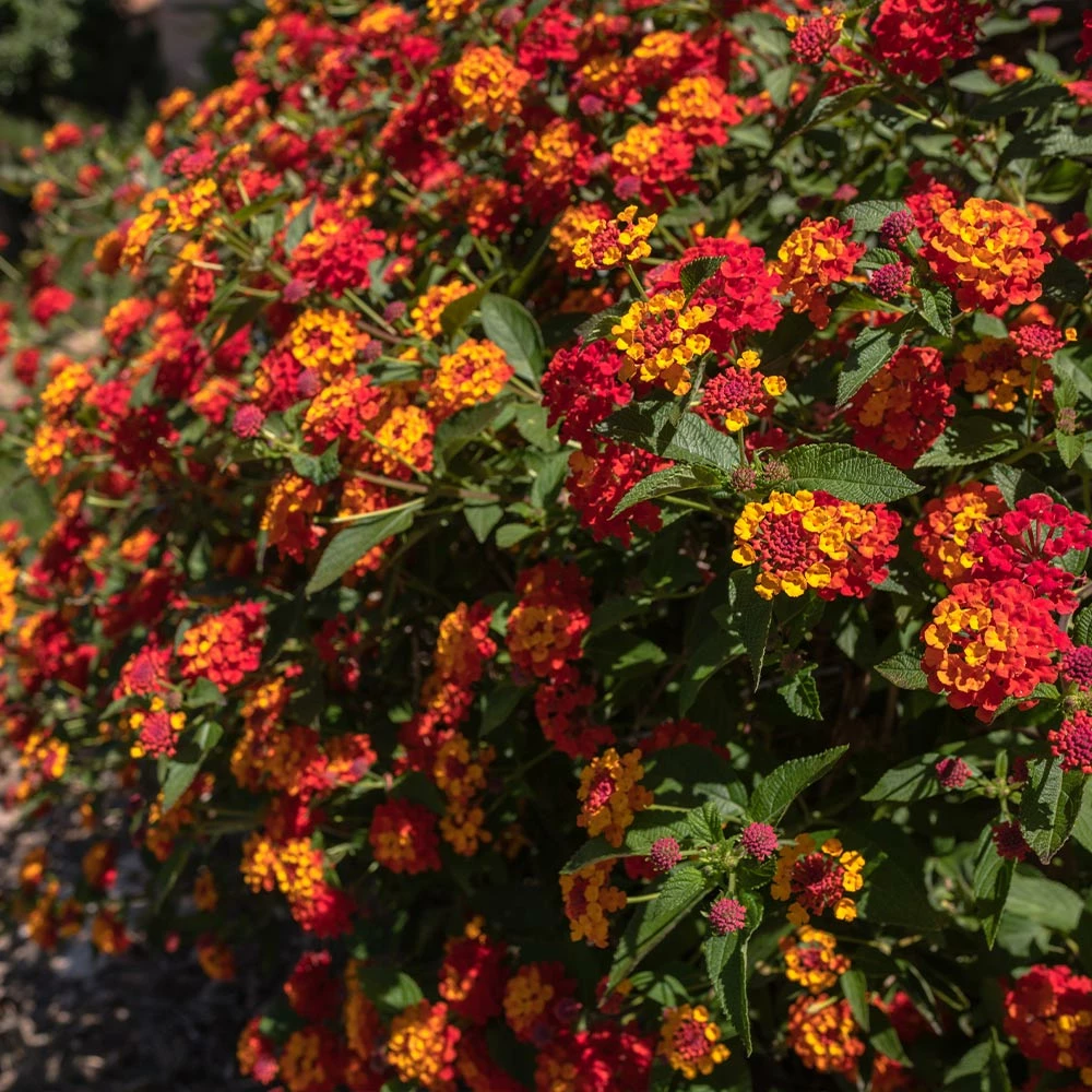 Fast Growing Trees Deer Resistant Plants Shazam Lantana 5 Fast Growing Trees Deer Resistant Plants Shazam Lantana