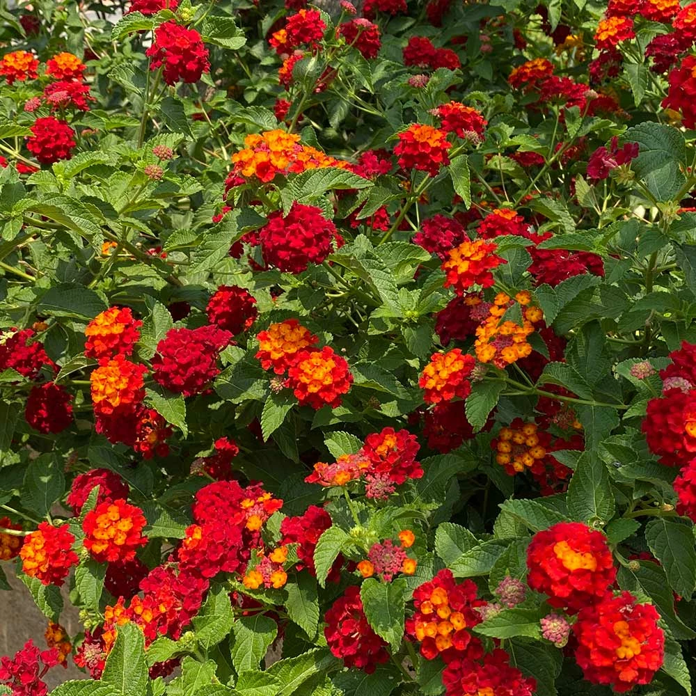 Fast Growing Trees Deer Resistant Plants Shazam Lantana 4 Fast Growing Trees Deer Resistant Plants Shazam Lantana