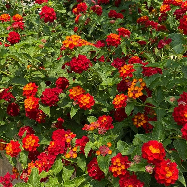 Fast Growing Trees Deer Resistant Plants Shazam Lantana 3 Fast Growing Trees Deer Resistant Plants Shazam Lantana
