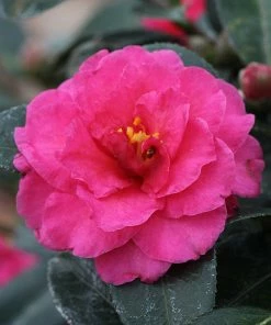 Fast Growing Trees Camellia 'Shi-Shi Gashira' Shrub Camellia Shrubs