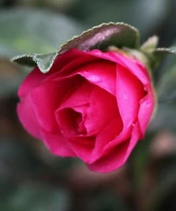 Fast Growing Trees Camellia 'Shi-Shi Gashira' Shrub Camellia Shrubs