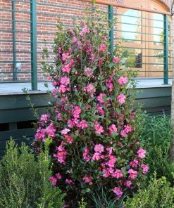 Fast Growing Trees Camellia 'Shi-Shi Gashira' Shrub Camellia Shrubs