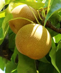 Fast Growing Trees Shinseiki Asian Pear Tree Pear Trees