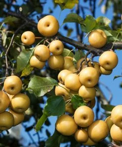 Fast Growing Trees Shinseiki Asian Pear Pear Trees