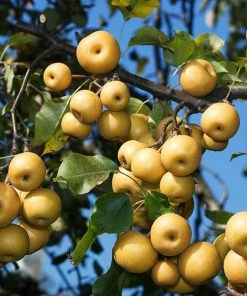 Fast Growing Trees Shinseiki Asian Pear Pear Trees