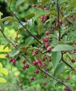 Fast Growing Trees Show Time™ Crabapple Tree