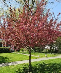 Fast Growing Trees Show Time™ Crabapple Tree