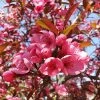 Fast Growing Trees Show Time™ Crabapple Tree 2 Fast Growing Trees Show Time™ Crabapple Tree