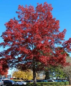 Fast Growing Trees Oak Trees Shumard Oak Tree