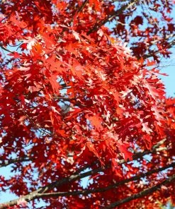 Fast Growing Trees Oak Trees Shumard Oak Tree