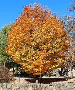 Fast Growing Trees Silver Maple Tree 11 Fast Growing Trees Silver Maple Tree