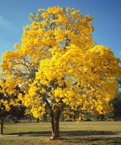 Fast Growing Trees Yellow Trumpet Tree