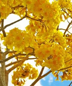 Fast Growing Trees Yellow Trumpet Tree