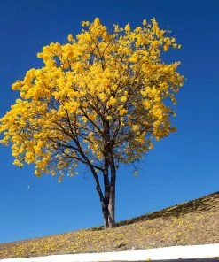 Fast Growing Trees Yellow Trumpet Tree