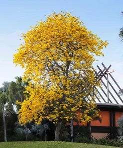 Fast Growing Trees Yellow Trumpet Tree