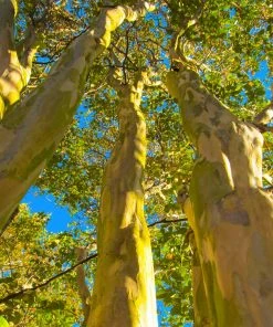 Fast Growing Trees Sioux Crape Myrtle Crape Myrtles