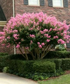 Fast Growing Trees Sioux Crape Myrtle Crape Myrtles