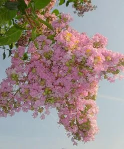 Fast Growing Trees Sioux Crape Myrtle Crape Myrtles