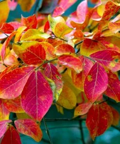 Fast Growing Trees Sioux Crape Myrtle Crape Myrtles