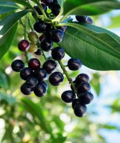 Fast Growing Trees Skip Laurel