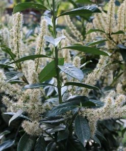 Fast Growing Trees Skip Laurel