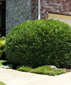 Fast Growing Trees Cool-Climate Shade Garden Kit Full Landscape Kits For Any Climate