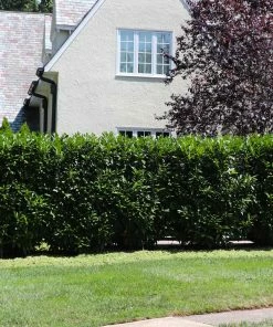 Fast Growing Trees Skip Laurel