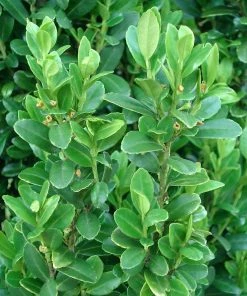 Fast Growing Trees Sky Pencil Holly Tree Holly Trees