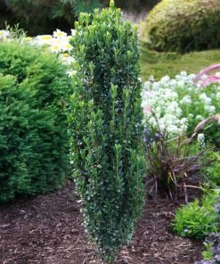 Fast Growing Trees Sky Pencil Holly Tree Holly Trees